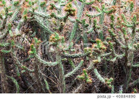 thickets of cactus thickets of cactus 40884890