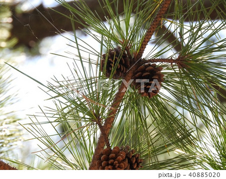 まつぼっくり 40885020