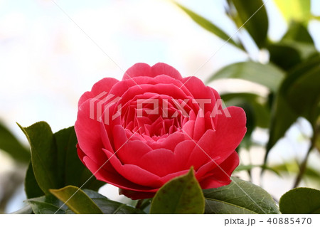 牡丹桜 牡丹桜 40885470
