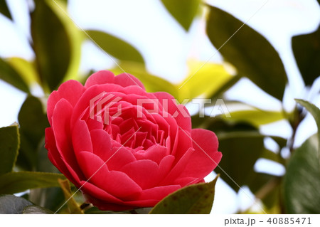 牡丹桜 牡丹桜 40885471