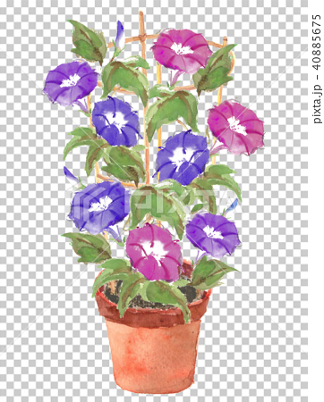 Asagao Potted Plant Purple Red Purple Stock Illustration
