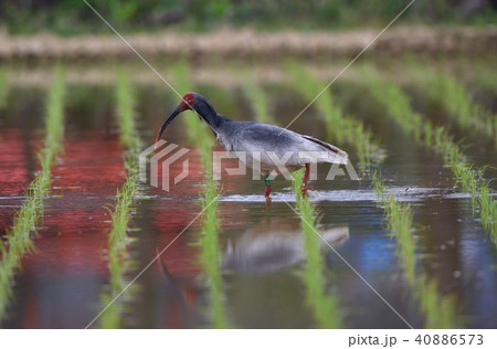 ドジョウを探すトキ 40886573