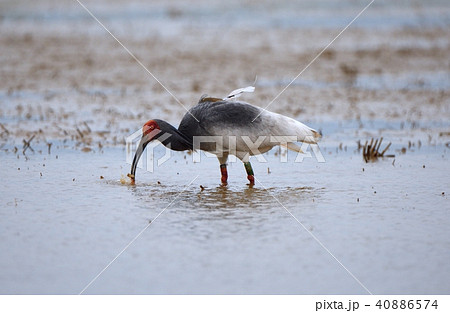 ドジョウを食べるトキ ドジョウを食べるトキ 40886574