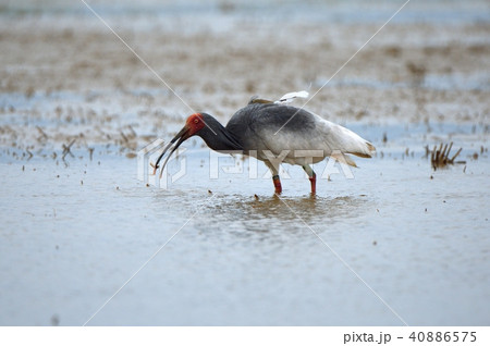 ドジョウを食べるトキ 40886575