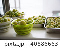 梅酒づくりの下準備です。天日で梅を乾燥させてます。 40886663