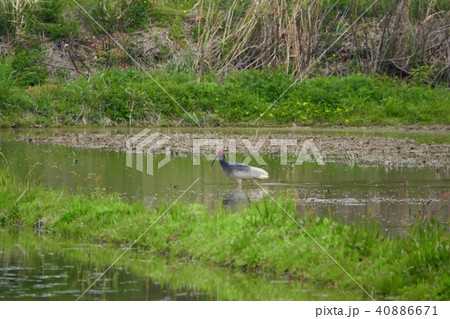 ドジョウを探すトキ 40886671