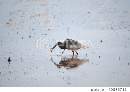 ドジョウを食べるトキ 40886711