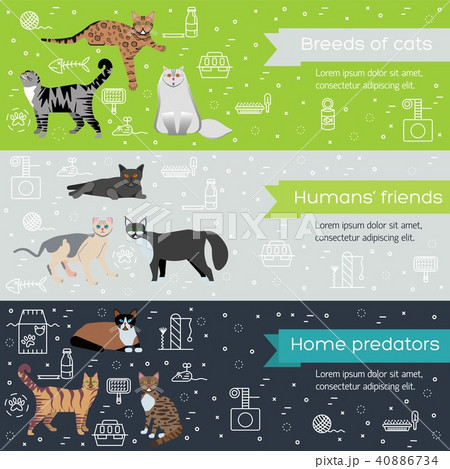 Vector breed cats icons banners. Cute animal Vector breed cats icons banners. Cute animal 40886734