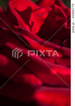 深紅薔薇の花のアップ素材 40886779