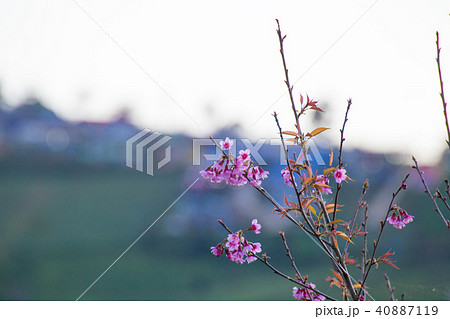 Cherry blossom beautiful bloom 40887119
