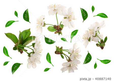 Branch with cherry flowers isolated on white background. Top view. Flat lay 40887140