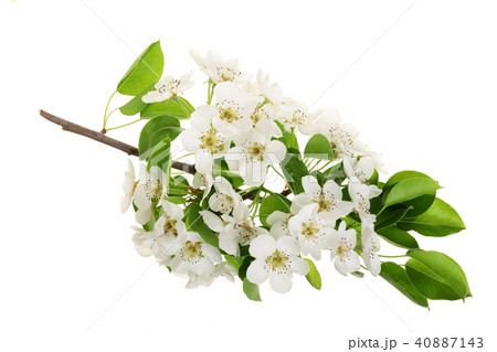 Branch with pear flowers isolated on white background. Top view. Flat lay 40887143