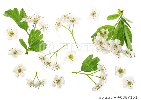 Hawthorn or Crataegus monogyna flowers isolated on a white background Hawthorn or Crataegus monogyna flowers isolated on a white background 40887161