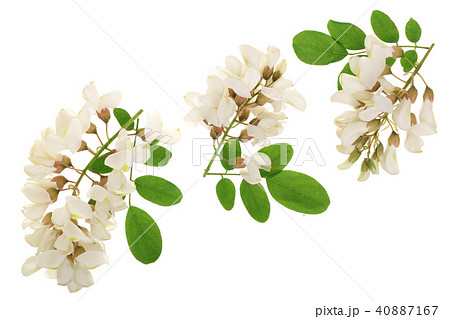 Blossoming acacia with leafs isolated on white background, Acacia flowers, Robinia pseudoacacia 40887167
