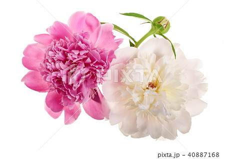 peony flower isolated on white background close up peony flower isolated on white background close up 40887168