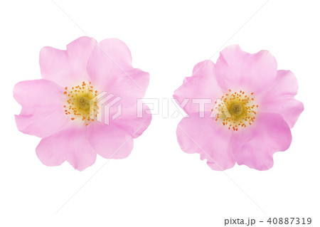 Rosehip flower isolated on white background close up 40887319