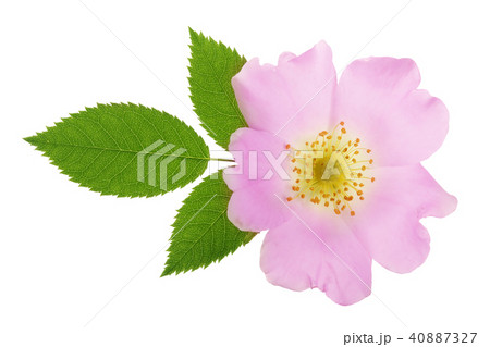 Rosehip flower with leaf isolated on white background close up 40887327