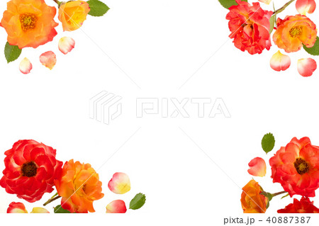 wild rose blooming flower isolated on a white background wild rose blooming flower isolated on a white background 40887387