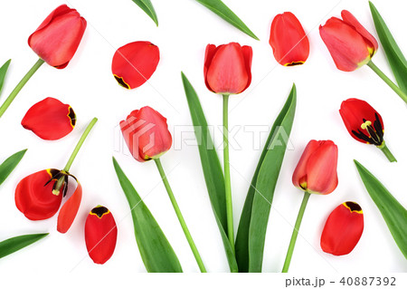 red tulips isolated on white background. Top view. Flat lay pattern red tulips isolated on white background. Top view. Flat lay pattern 40887392