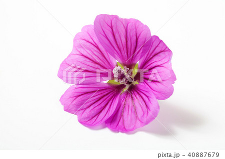 マロウブルー 40887679