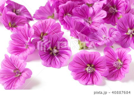 マロウブルー 40887684