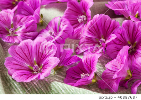 マロウブルー マロウブルー 40887687