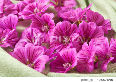 マロウブルー マロウブルー 40887690