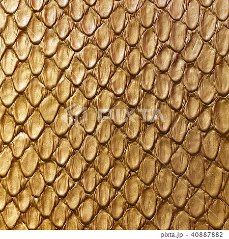Gold snake skin Gold snake skin 40887882