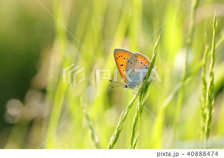 Butterfly (Large copper) on a spring morning 40888474