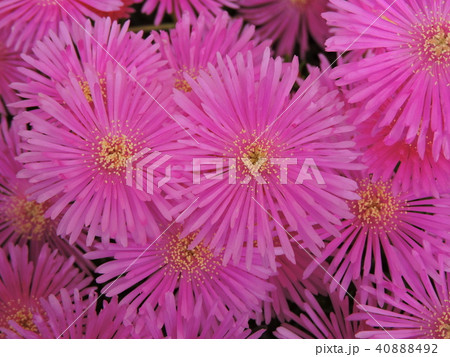 マツバギク 40888492