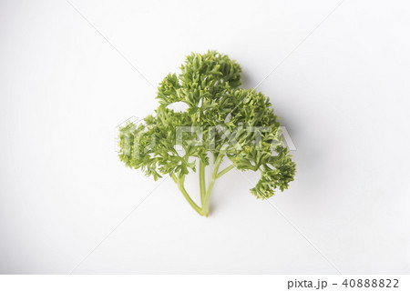 Parsley isolated on white background. 40888822