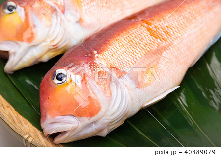 甘鯛 食材 甘鯛 食材 40889079