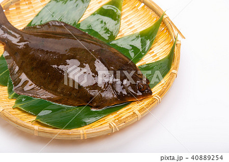 マコガレイ 食材 マコガレイ 食材 40889254