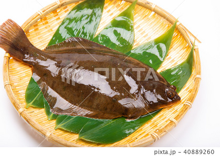 マコガレイ　食材　 40889260