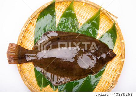マコガレイ 食材 マコガレイ 食材 40889262
