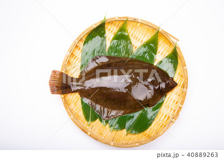 マコガレイ 食材 マコガレイ 食材 40889263