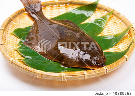 マコガレイ 食材 マコガレイ 食材 40889268