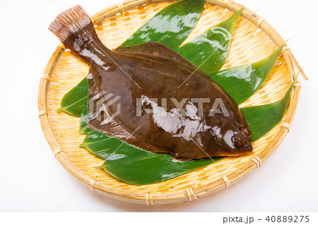 マコガレイ 食材 マコガレイ 食材 40889275