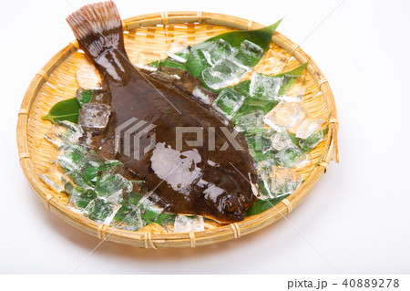 マコガレイ 食材 マコガレイ 食材 40889278