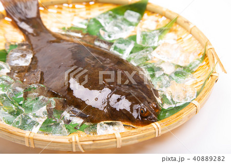 マコガレイ　食材　 40889282