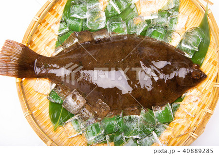 マコガレイ 食材 マコガレイ 食材 40889285