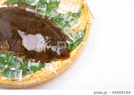 マコガレイ 食材 マコガレイ 食材 40889288