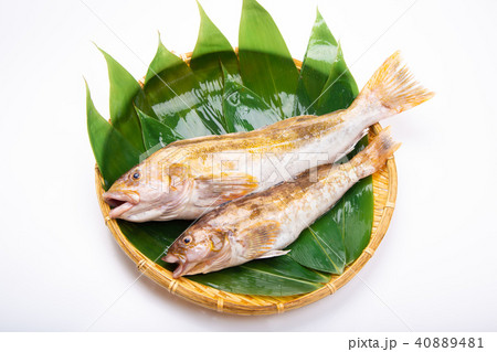 アイナメ　食材 40889481