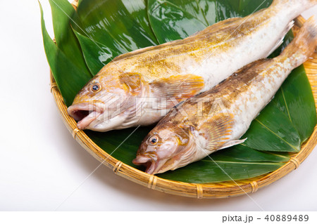アイナメ 食材 アイナメ 食材 40889489