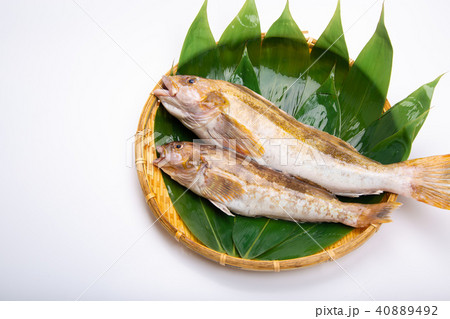 アイナメ 食材 アイナメ 食材 40889492