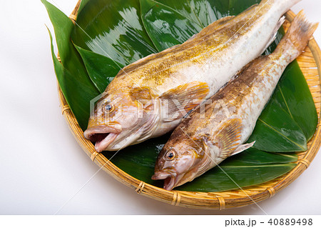 アイナメ 食材 アイナメ 食材 40889498