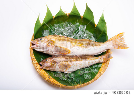 アイナメ　食材 40889502