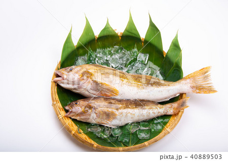 アイナメ 食材 アイナメ 食材 40889503