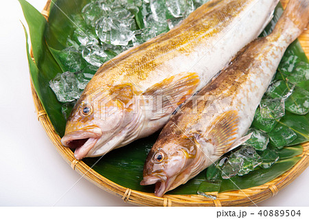 アイナメ 食材 アイナメ 食材 40889504
