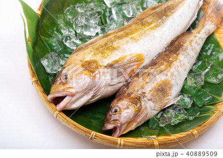 アイナメ　食材 40889509